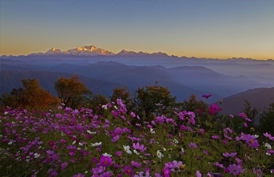 Wildflowers and the Himalayan range at dawn from the Singalila ridge